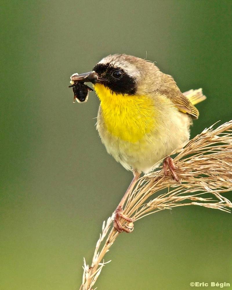 Common Yellowthroat / Paruline masquée by Eric Bégin is licensed under CC BY-NC-ND 2.0